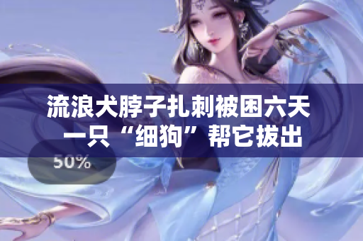 流浪犬脖子扎刺被困六天 一只“细狗”帮它拔出